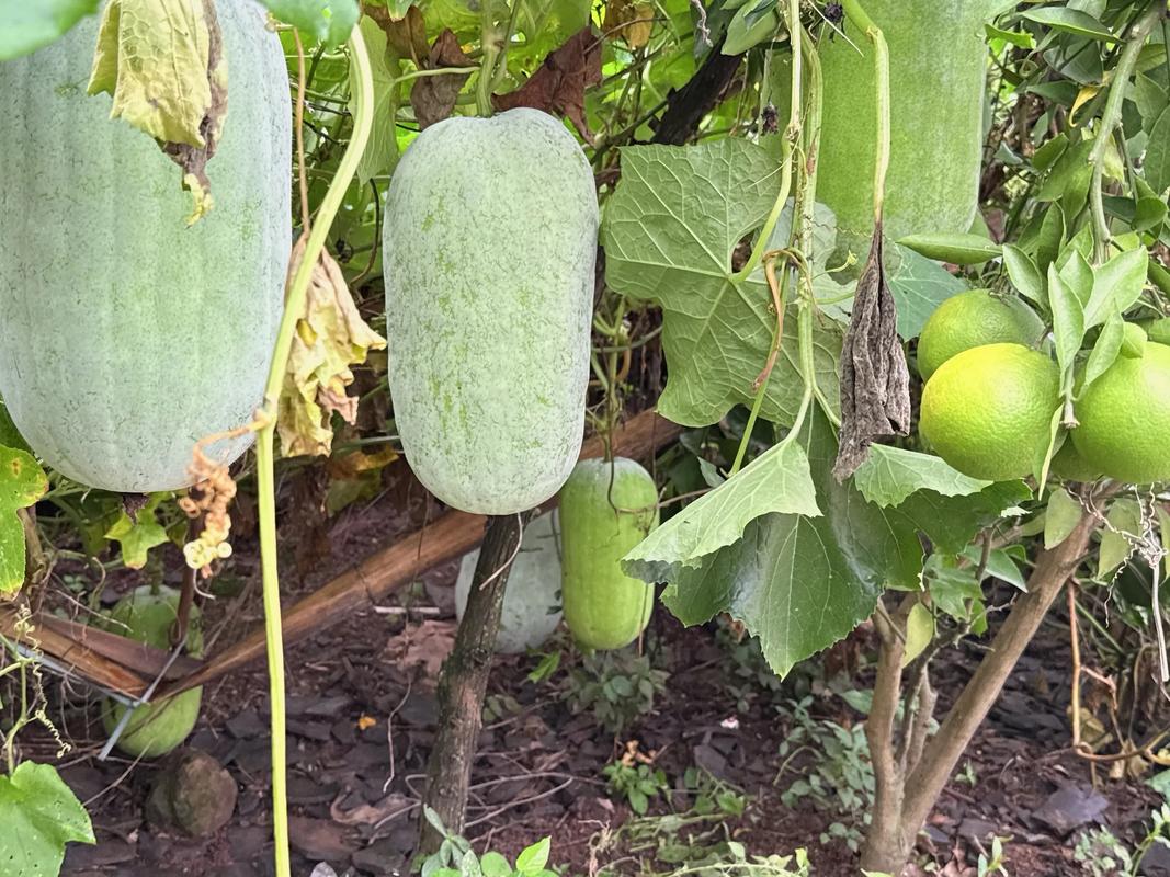 51cg1吃瓜0,_瓜吃多了会怎么样_51cg1吃瓜0,